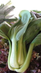 bok choy greens